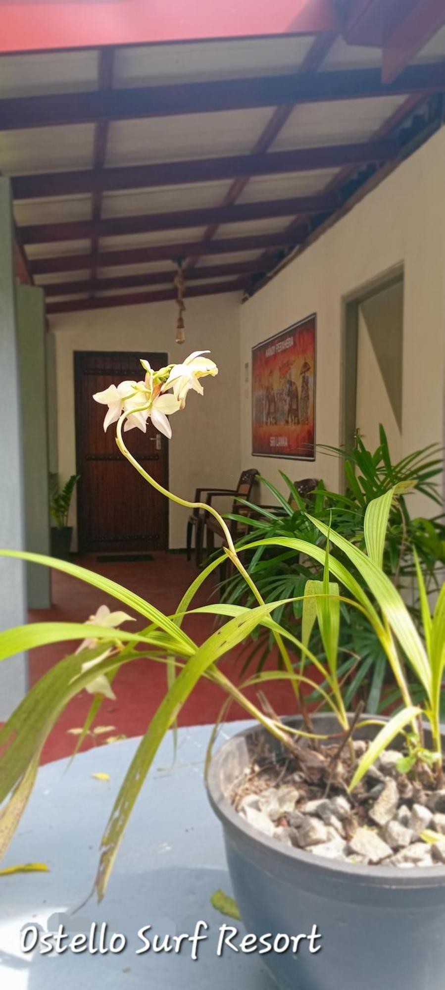 Ostello Surf Resort Ahangama Habitación foto